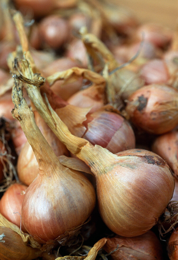Allium ascalonicum 'Mikor' (onion)