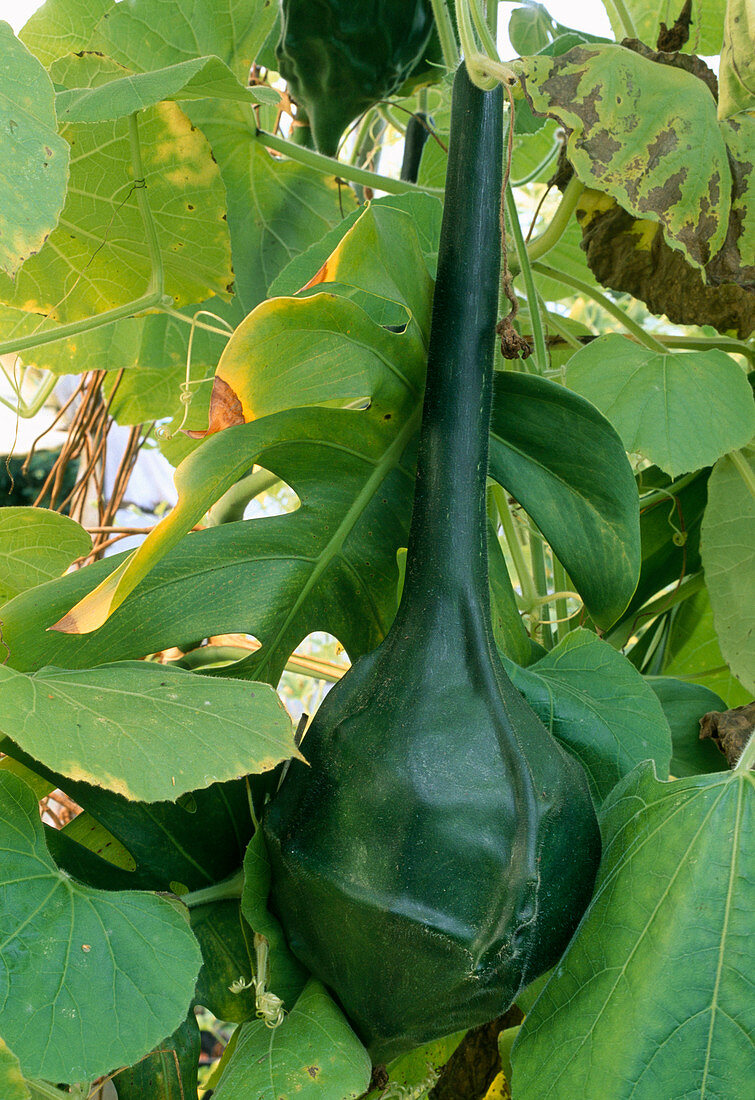 Gourd (Lagenaria siceraria) in the greenhouse