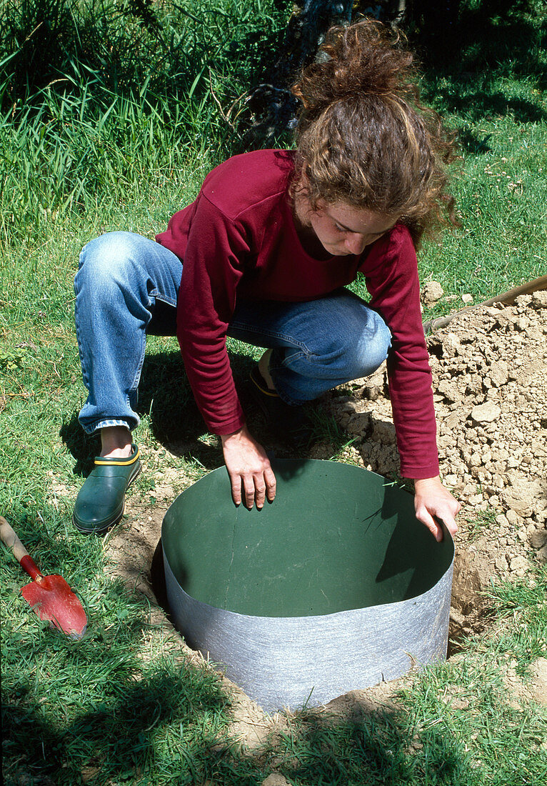 Planting bamboo with rhizome barrier: Insert rhizome barrier