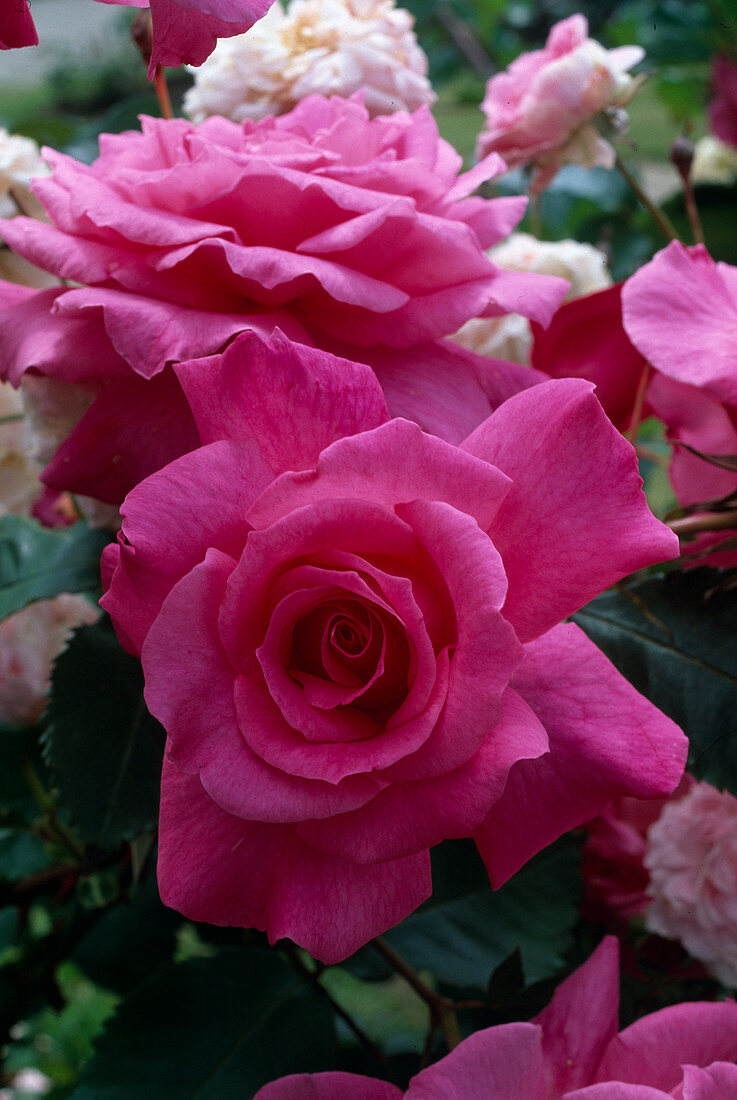 Rosa 'Acicularis Sleeping Beauty', shrub rose, often flowering, light scent