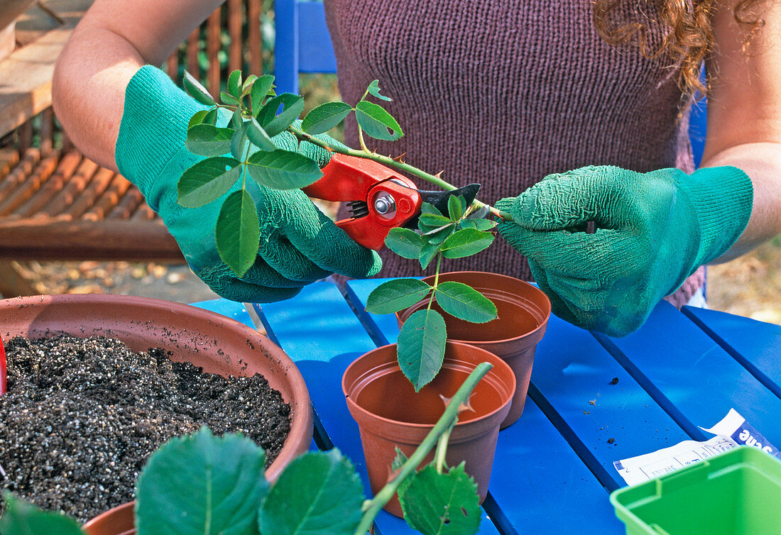 Rose cuttings propagation
