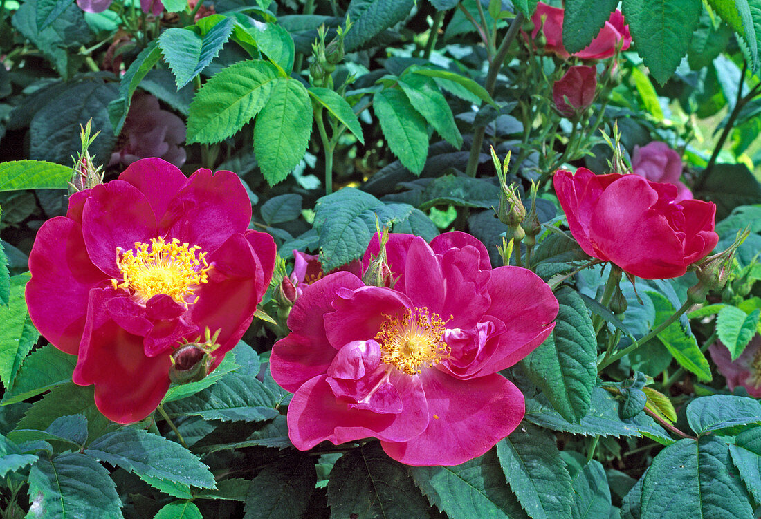 Rosa gallica officinalis, Apothekerrose, einmalblühend, guter Duft
