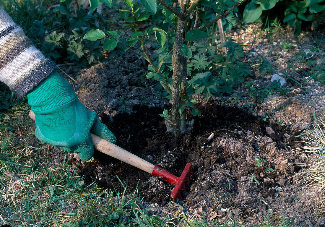 Fertilize pink (rose), work compost with a small rake