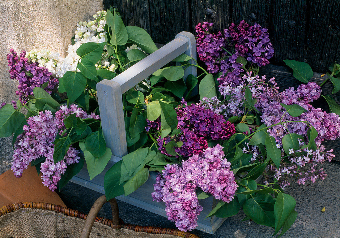 Korb mit verschiedene Syringa / Fliedersorten