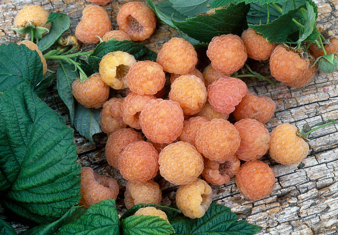 Frisch gepflueckte Rubus idaeus 'Fall Gold' / gelbe Himbeere