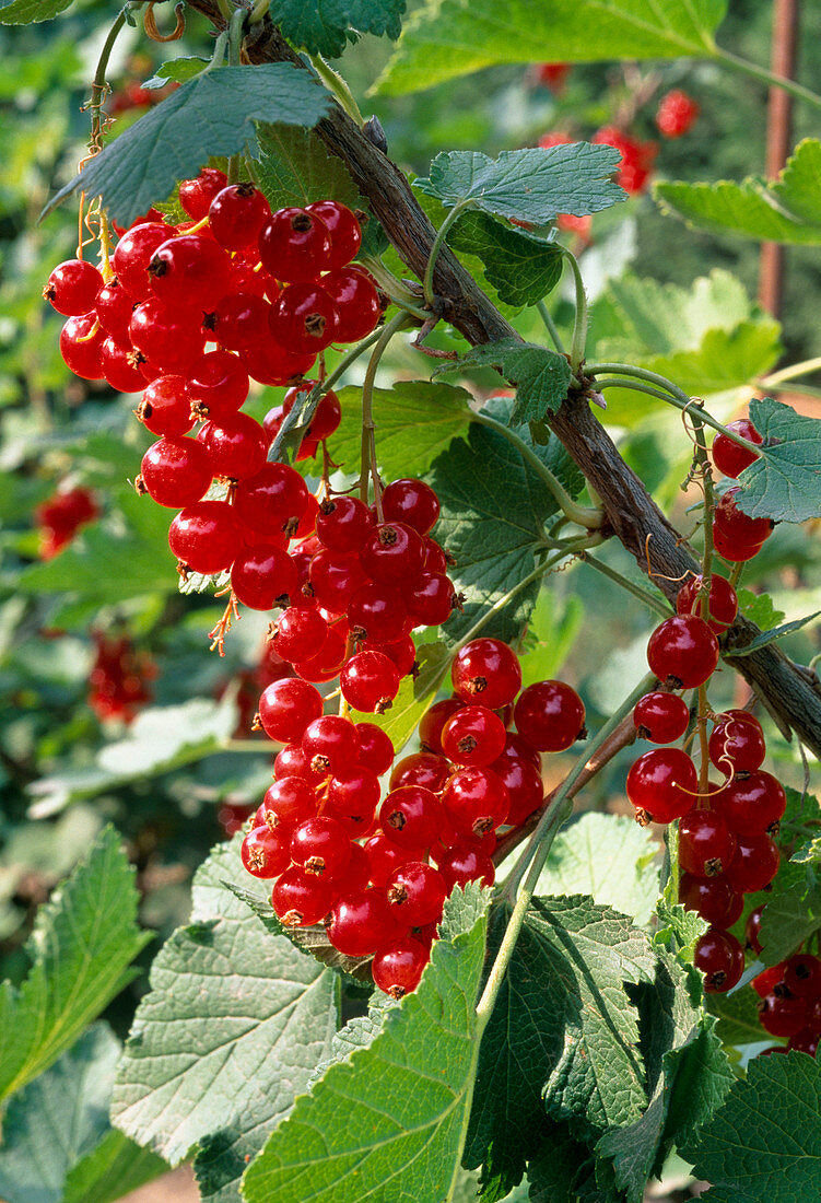 Ribes rubrum 'Rondom' (red currant)