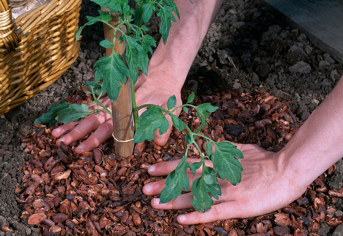 Plant Lycopersicon tomato - distribute bark mulch around plantation