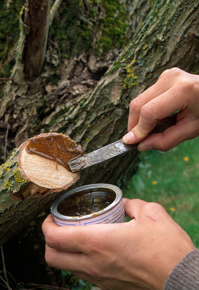 Close the interfaces on the tree from about 2 cm in diameter with wound paste