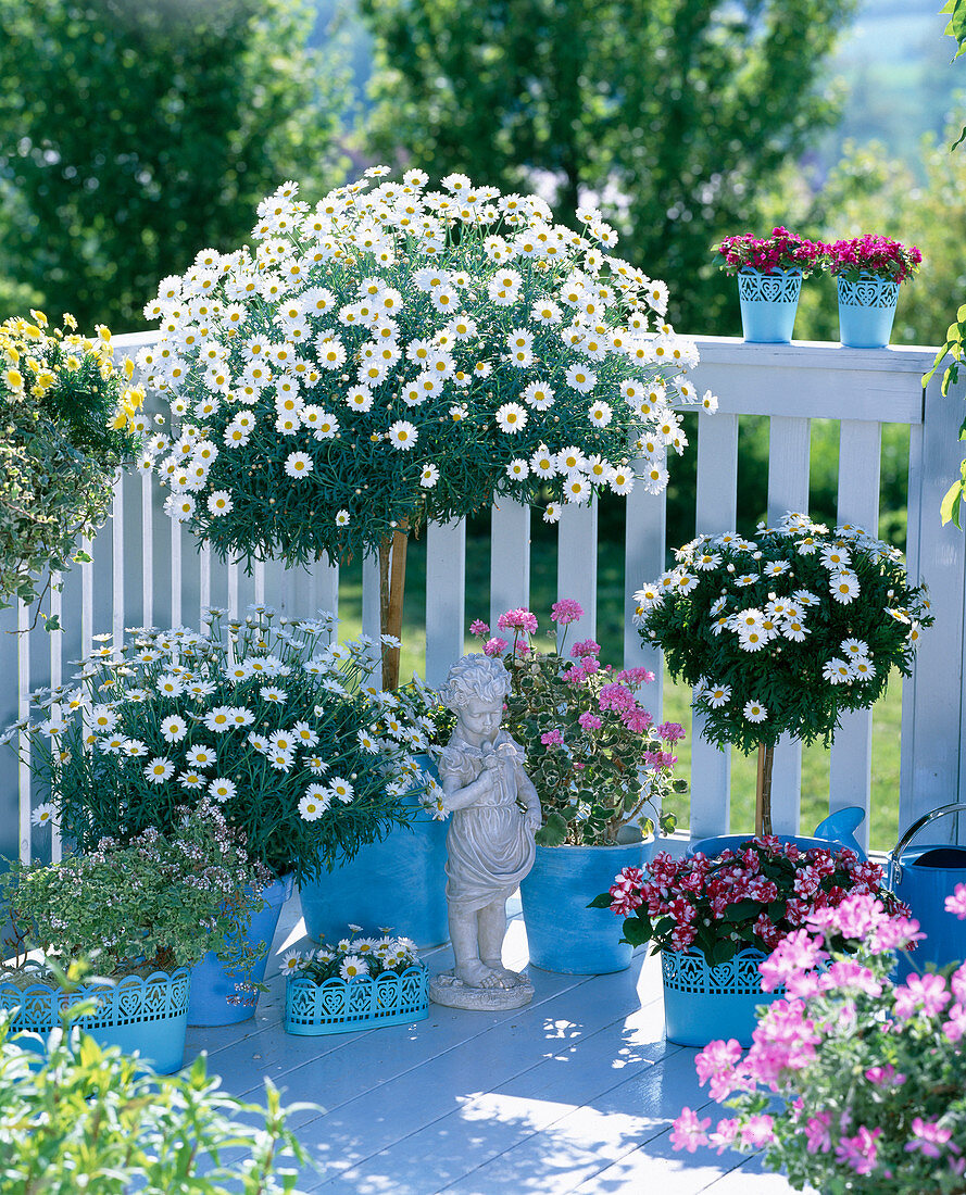 Argyranthemum ' Stella 2000 ' ' Sole Mio ' (Margeriten)