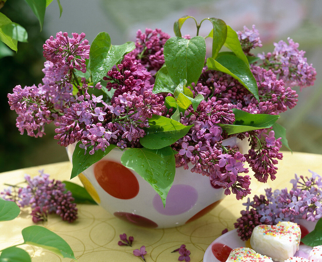 Syringa 'Andean core to Ludwig Späth' (lilac)