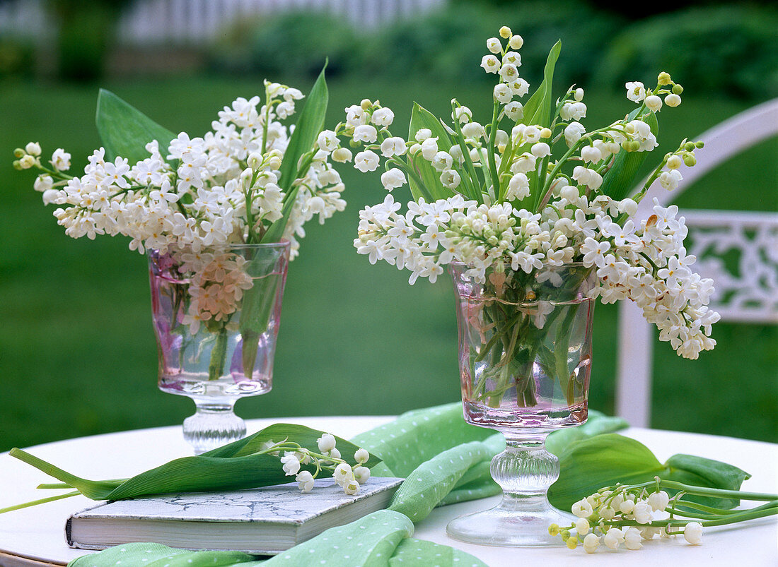 Syringa (weißer Flieder)