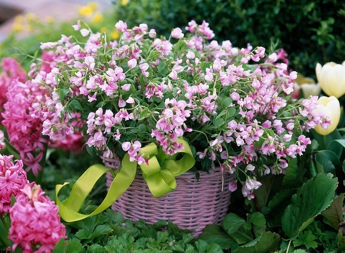 Lathyrus vernus 'Alboroseus' (rosa Frühlingsplatterbse)