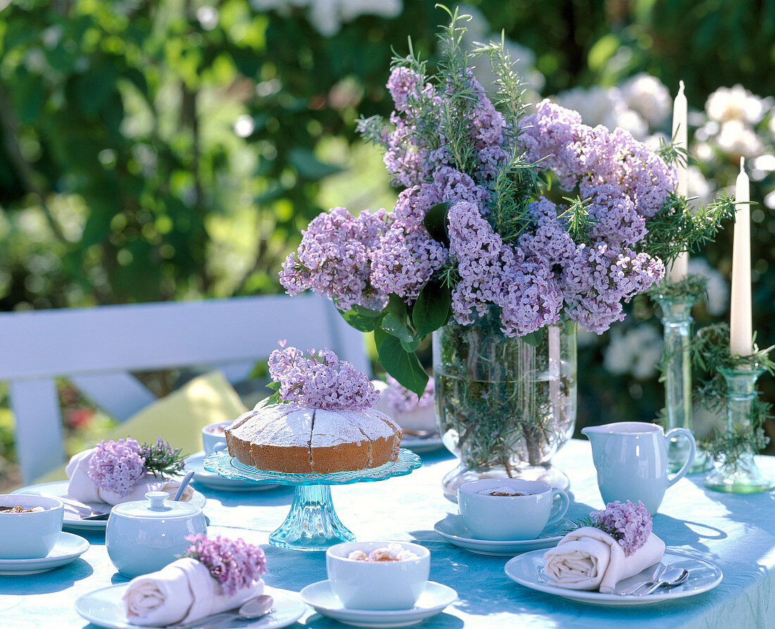 Syringa (lilac)