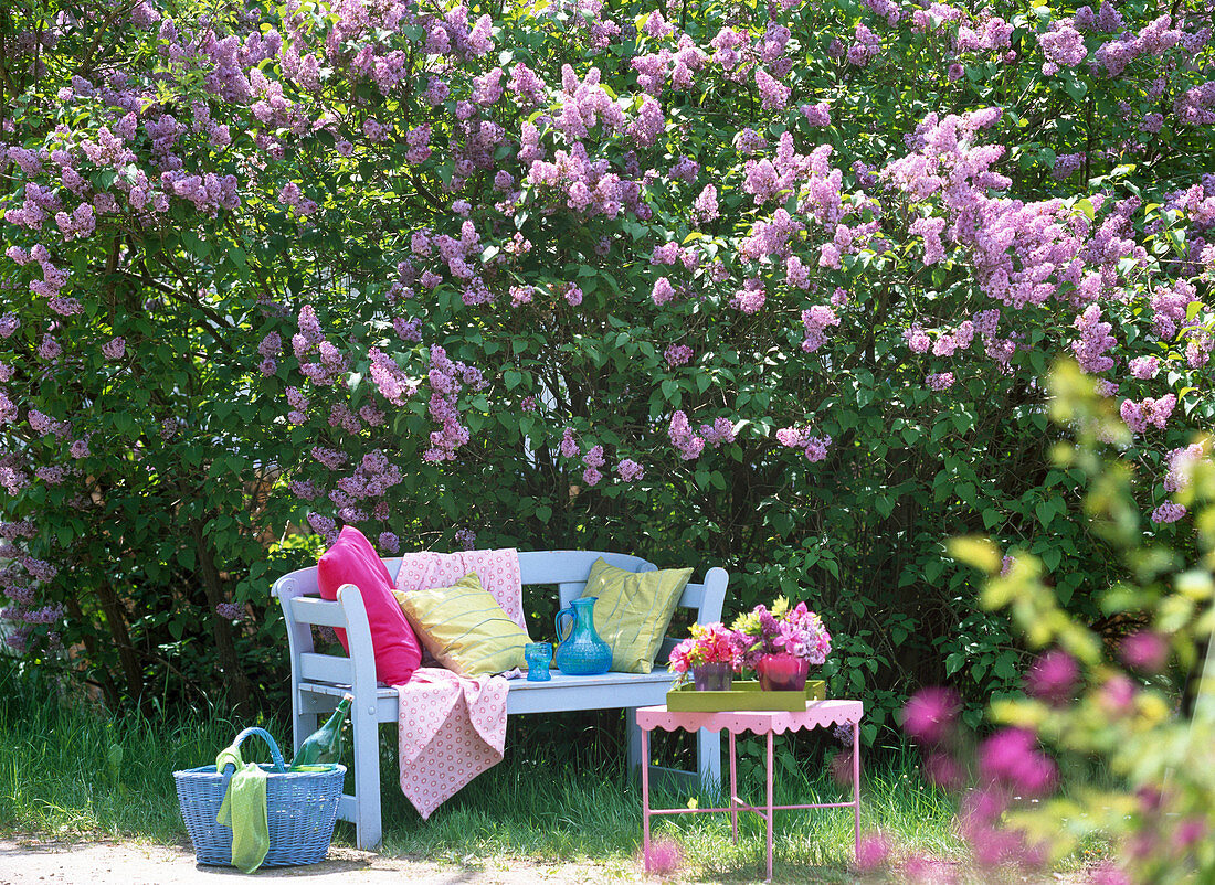 Light blue wooden bench in front of Syringa