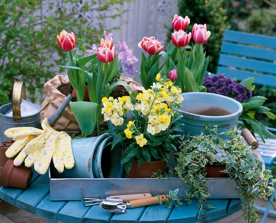 Arbeitstisch: Tulipa (Tulpen)