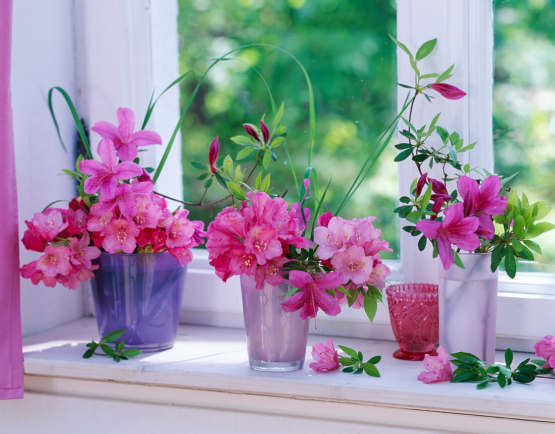 Rhododendron- und Azaleenblüten