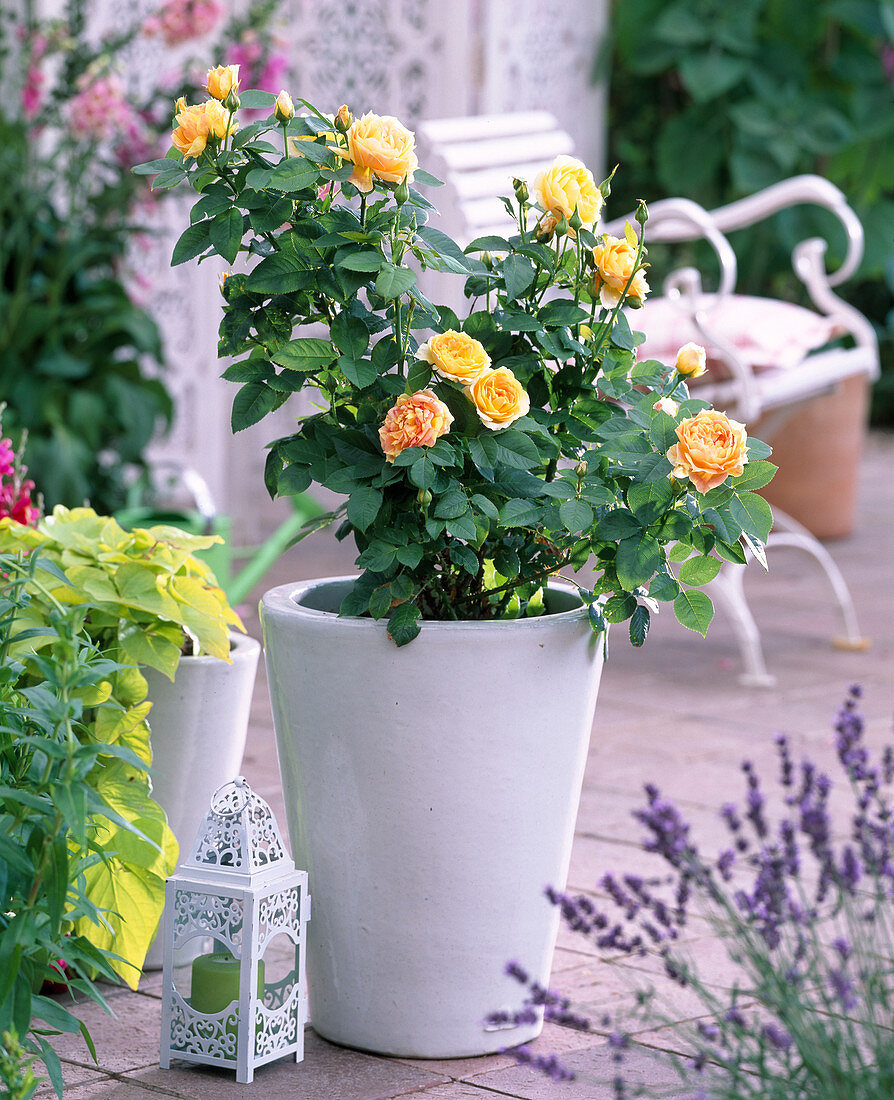 Planting painter's rose in white tubs