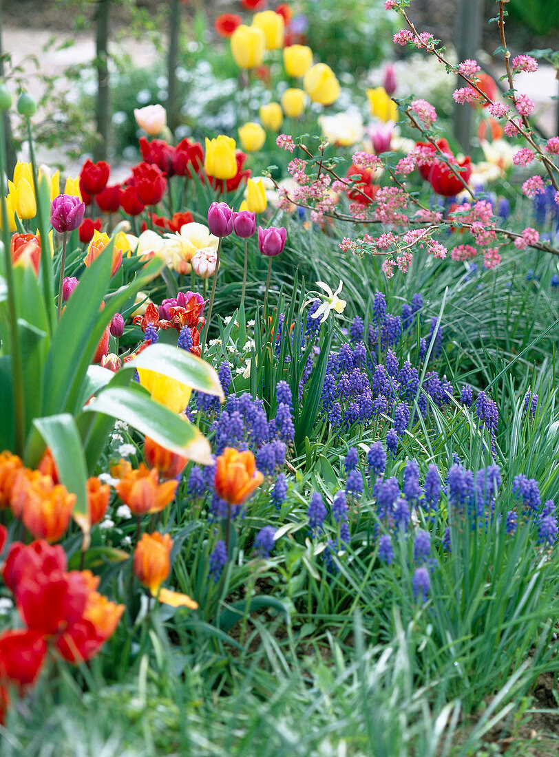 Flower bed with tulipa (tulips)