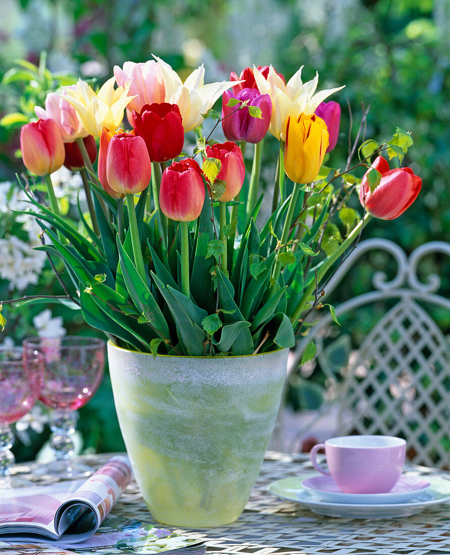 Tulipa (gemischte Tulpen)