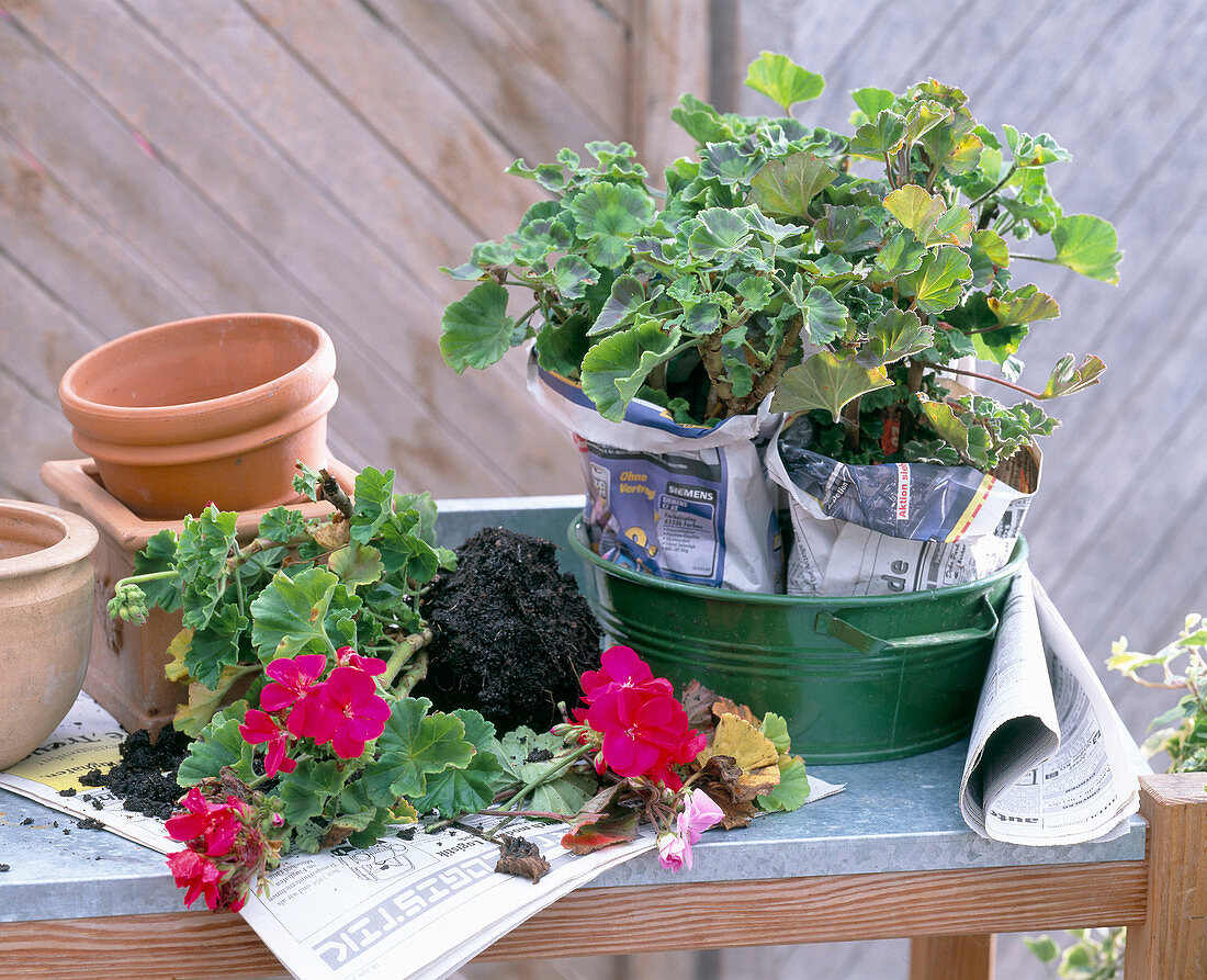 Pelargonium (geranium)