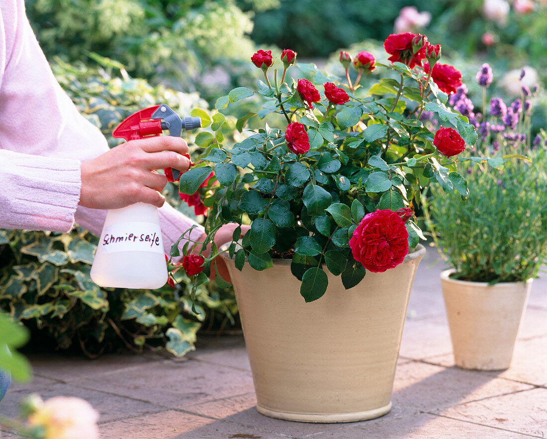 Rosa (rote Zwergrose)