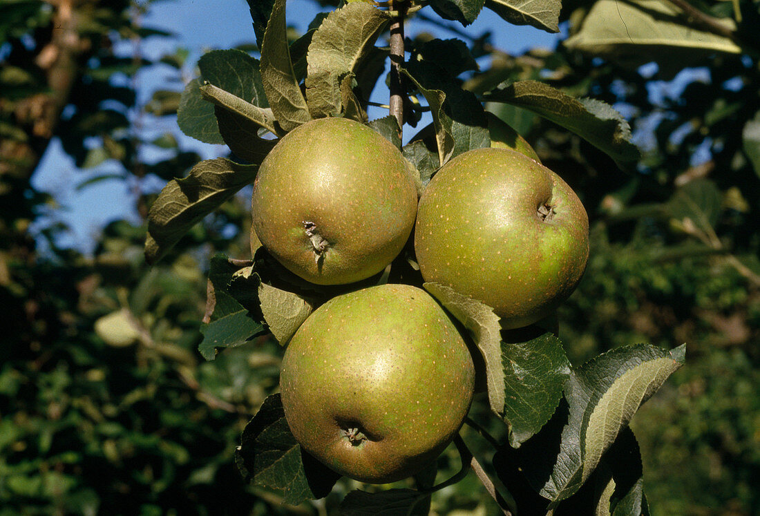 Malus 'Graue Französische Renette' (Äpfel)