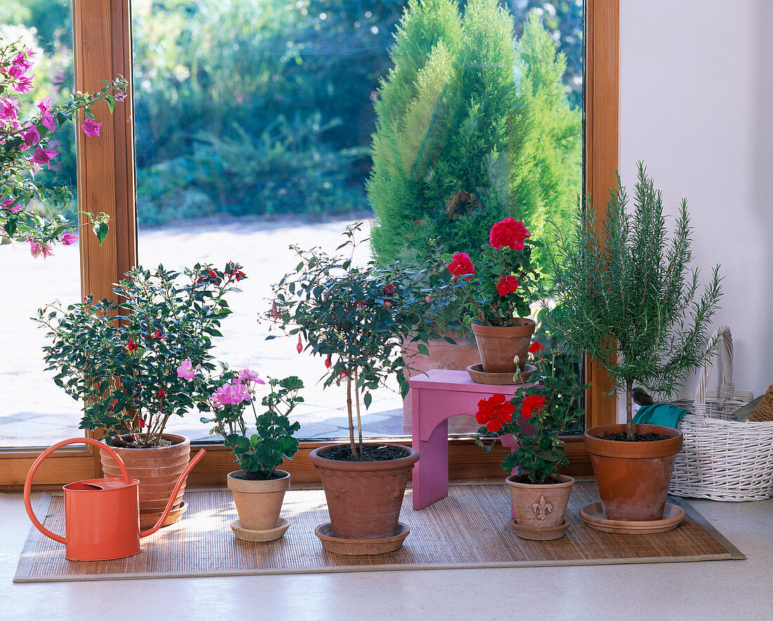 Fuchsia (Fuchsie), Pelargonium (Geranie)