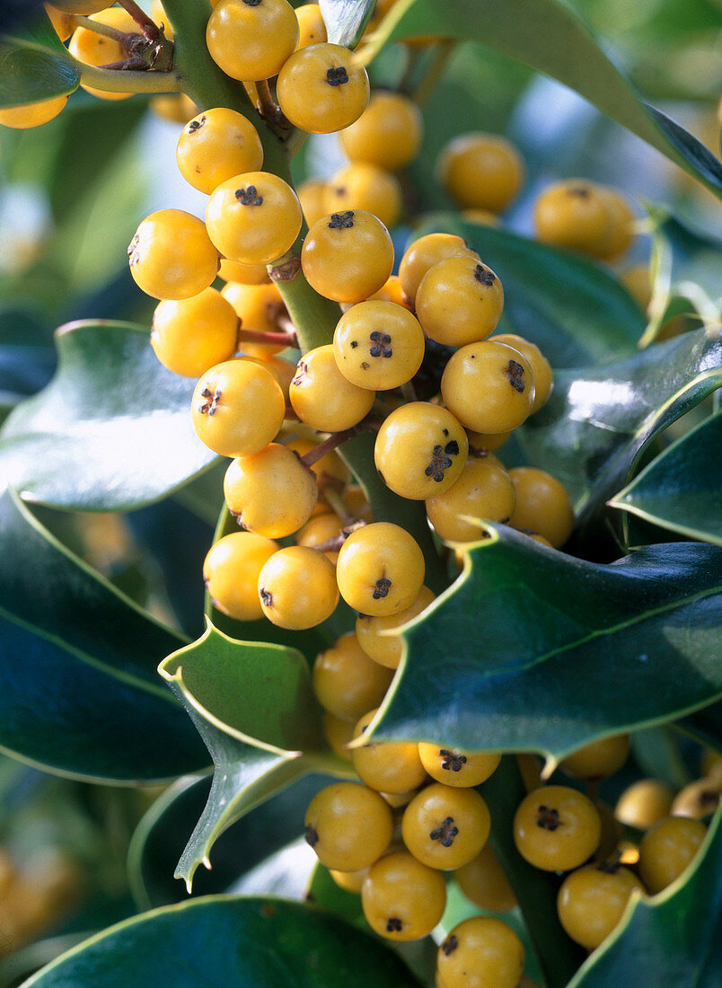 Ilex aquifolium ' Bacciflava ' (Stechpalme)