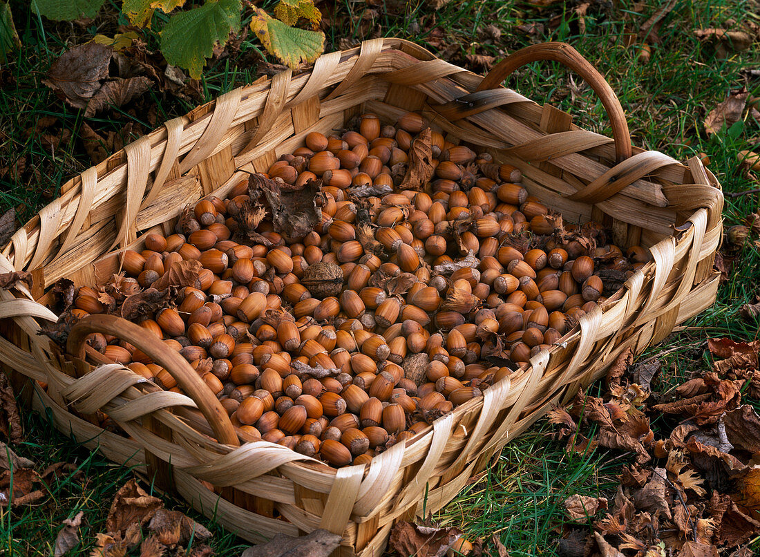 Basket of harvested Corylus avellana (hazelnuts)