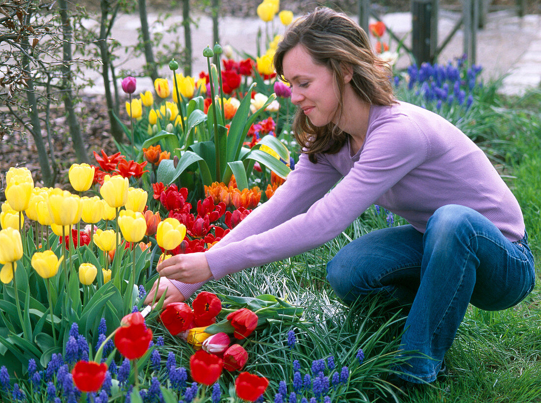 Junge Frau schneidet Tulipa (Tulpenstrauß)