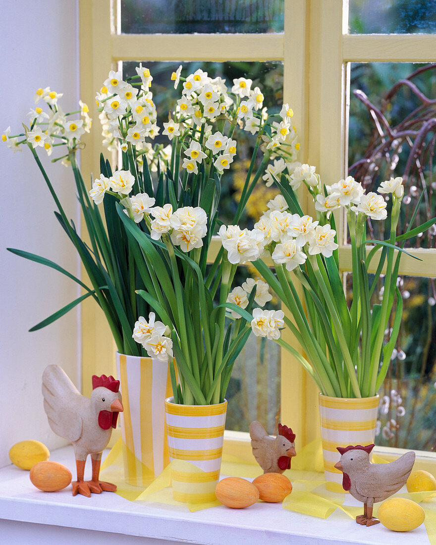 Narcissus 'Ziva' and 'Bridal Crown' (Daffodil) at the window