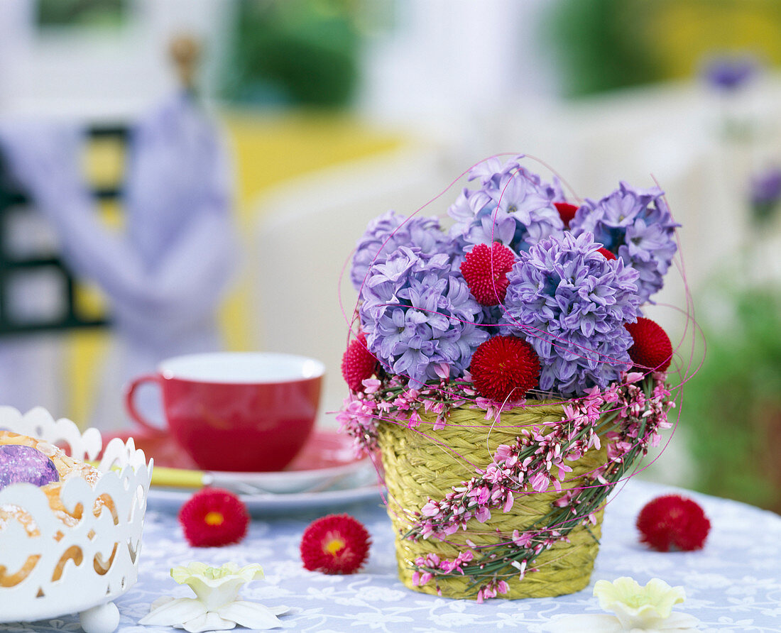 Hyacinthus orientalis, Bellis / Gänseblümchen