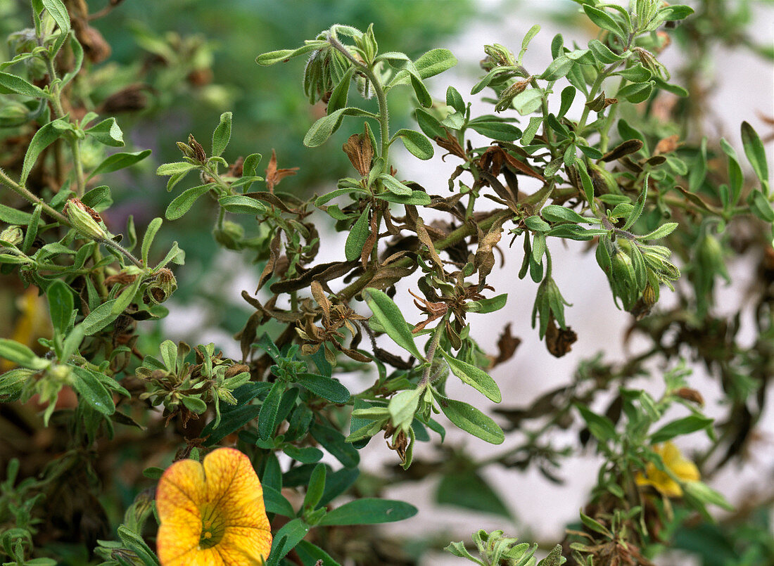 Calibrachoa (Zauberglöckchen)