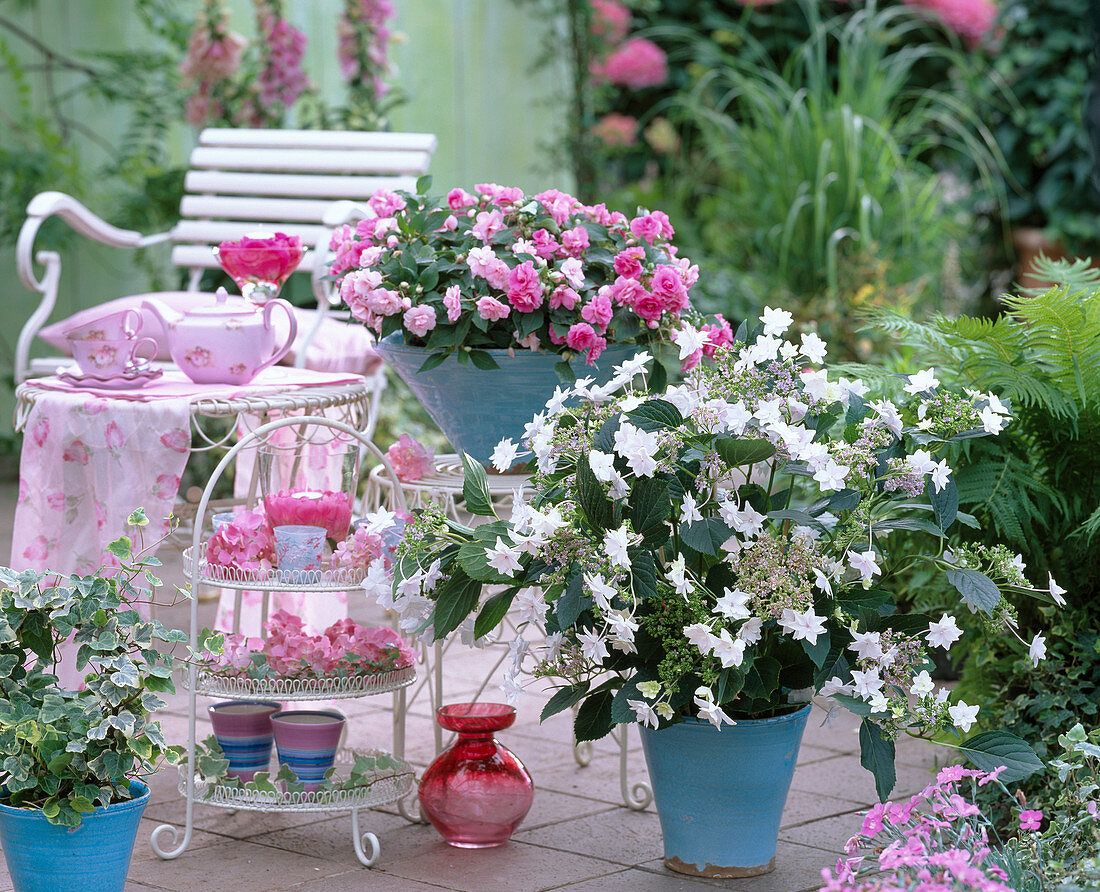 Hydrangea ' Fireworks White ' (Hortensie)