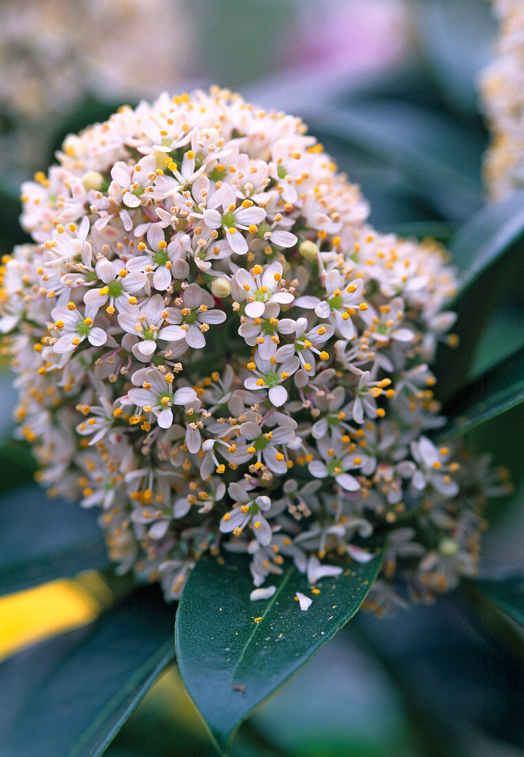 Skimmia japonica 'Rubella' (Flower Kimmie)