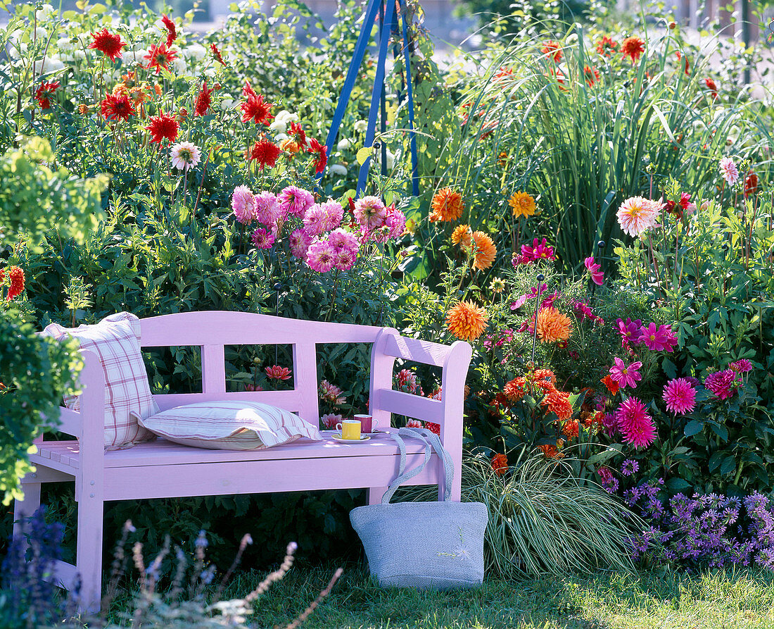 Pink wooden bench in front of colorful bed with Dahlia (Dahlia)