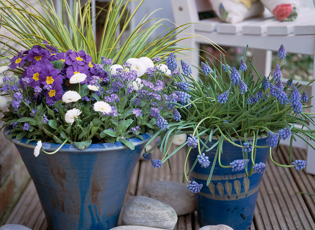 Blaue Töpfe mit Primula acaulis / Kissenprimel, Myosotis / Vergißmeinnicht, Bell