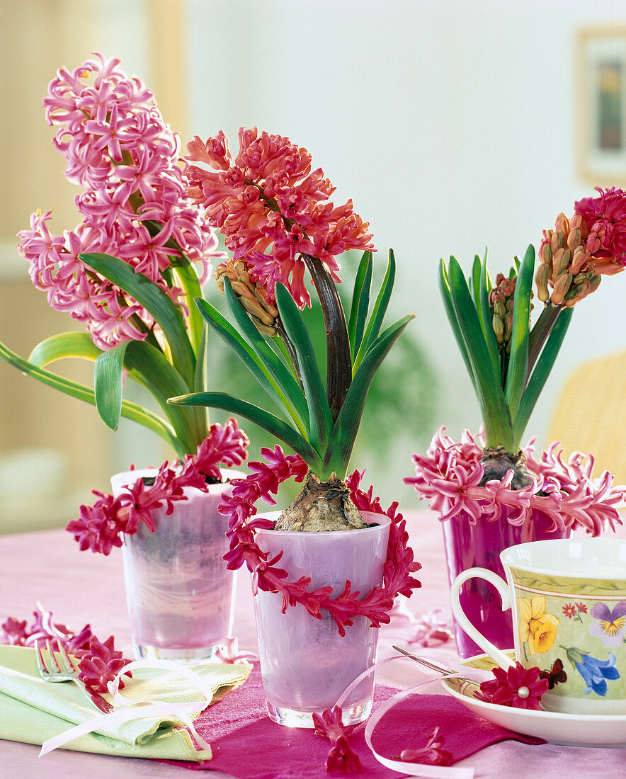 Hyacinthus orientalis