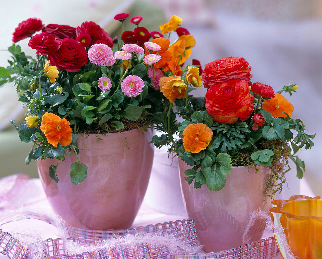 Ranunculus 'Bloomingdale' / Ranunkeln, Bellis 'Tasso'