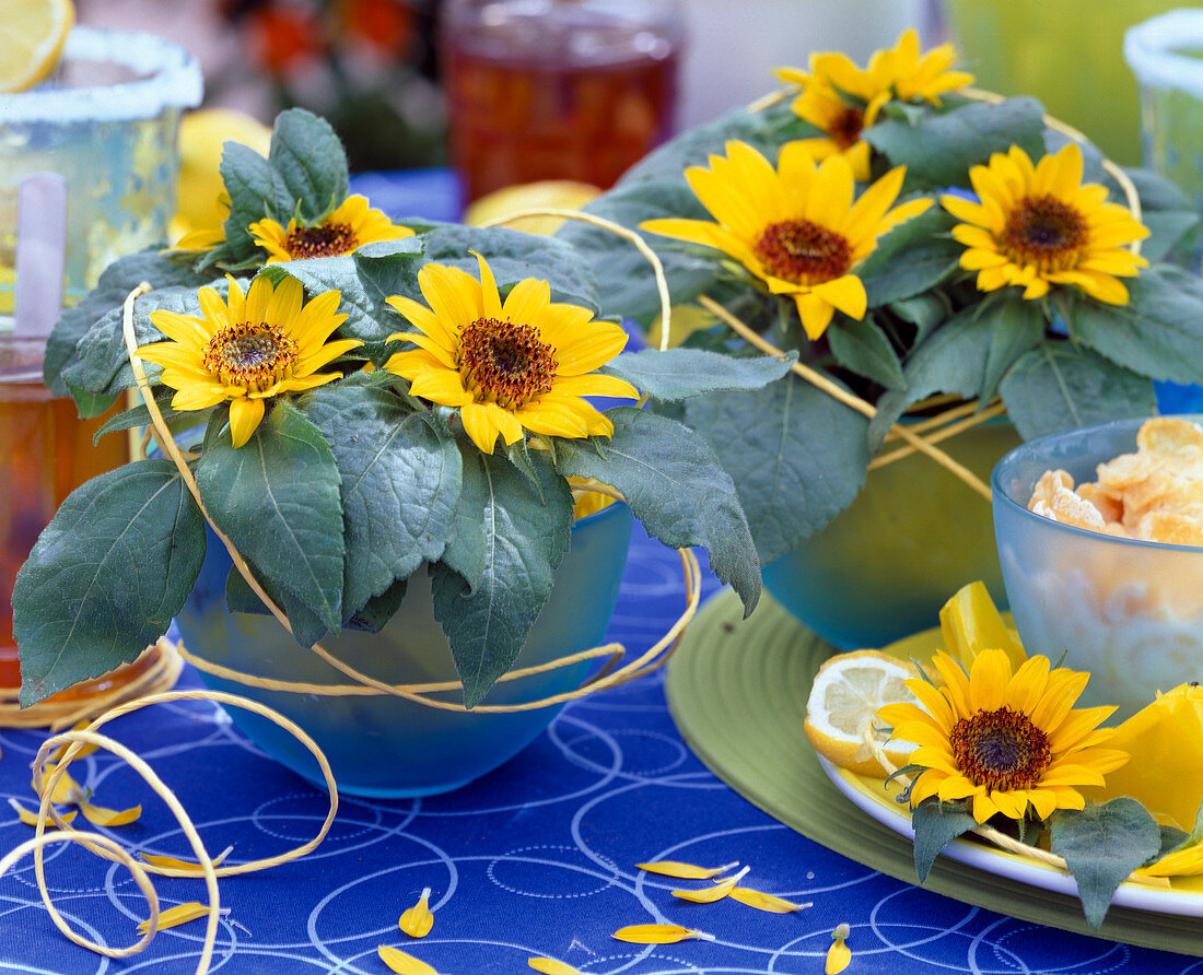 Helianthus annuus (mini sunflower)