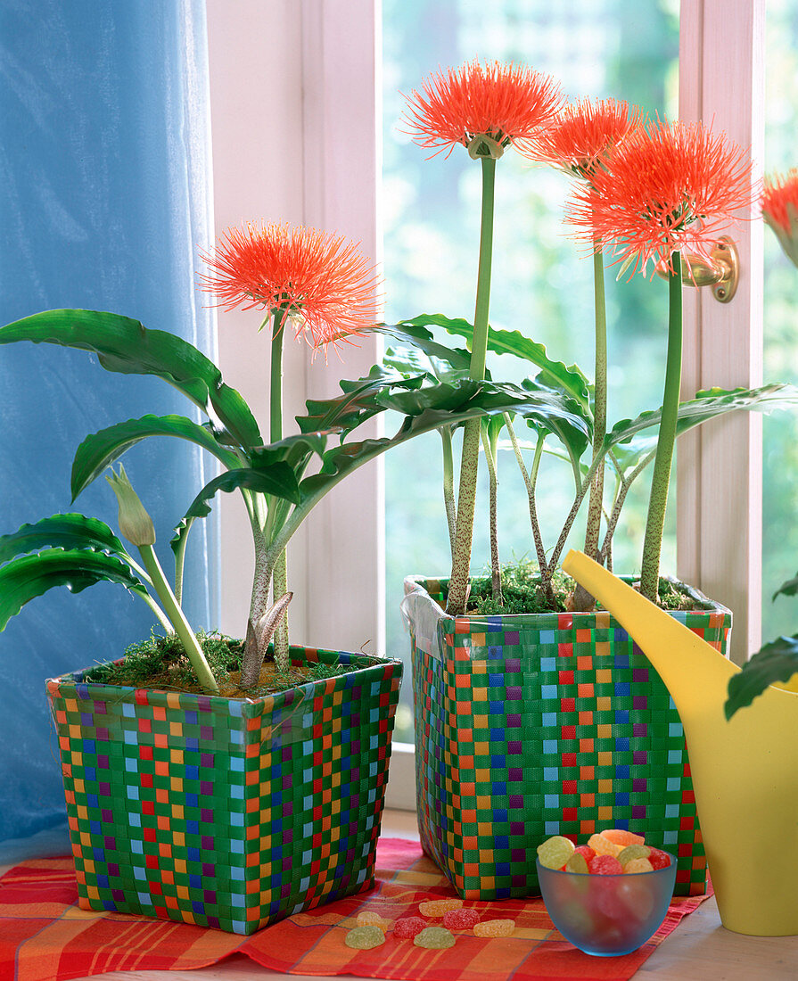 Haemanthus multiflorus (Blutblumen)