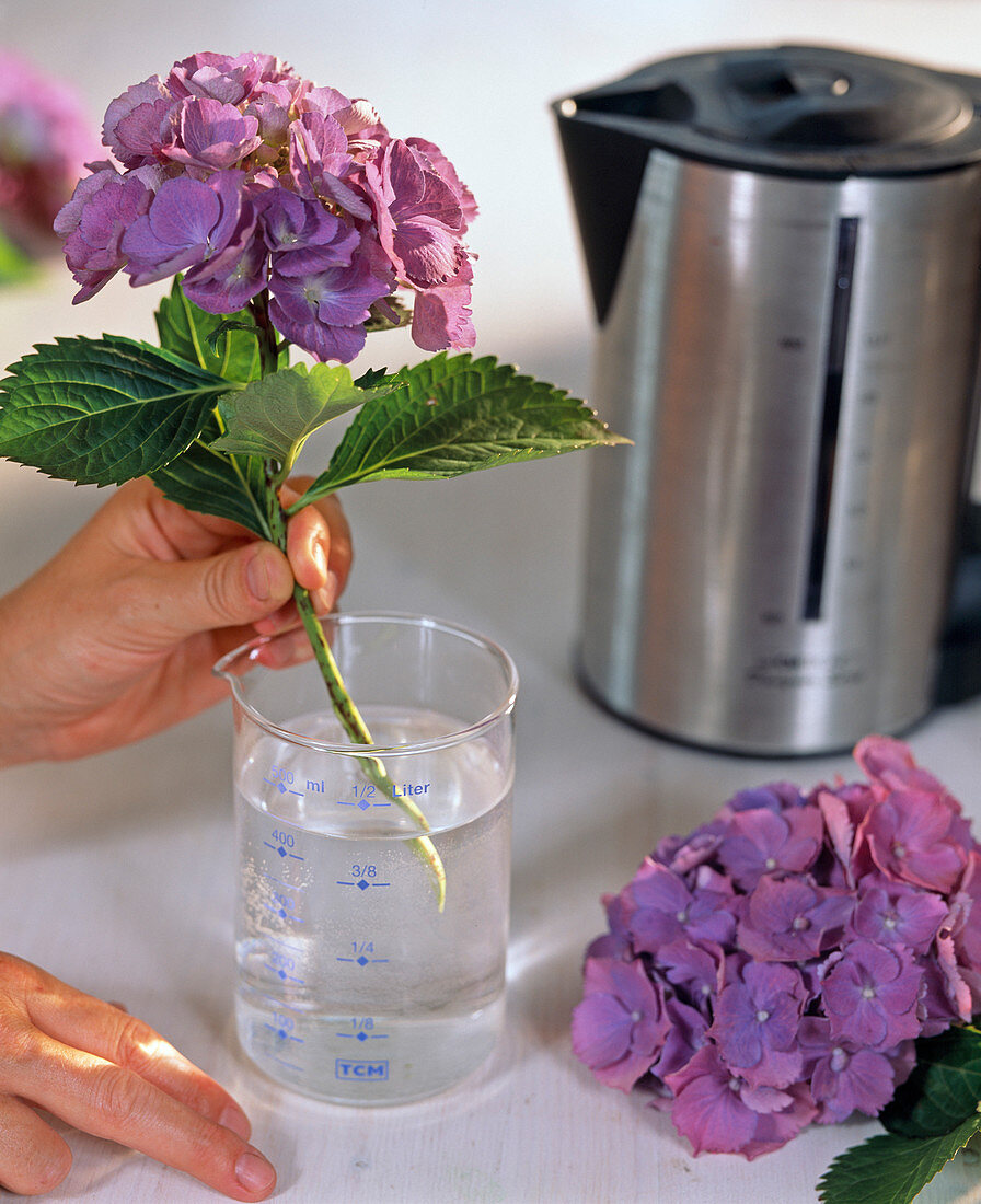 Hydrangea (Hortensie)