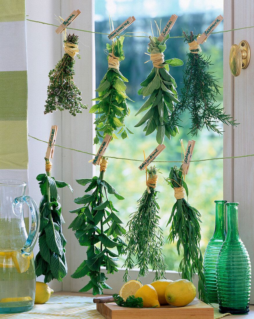 Herbs hung up to dry