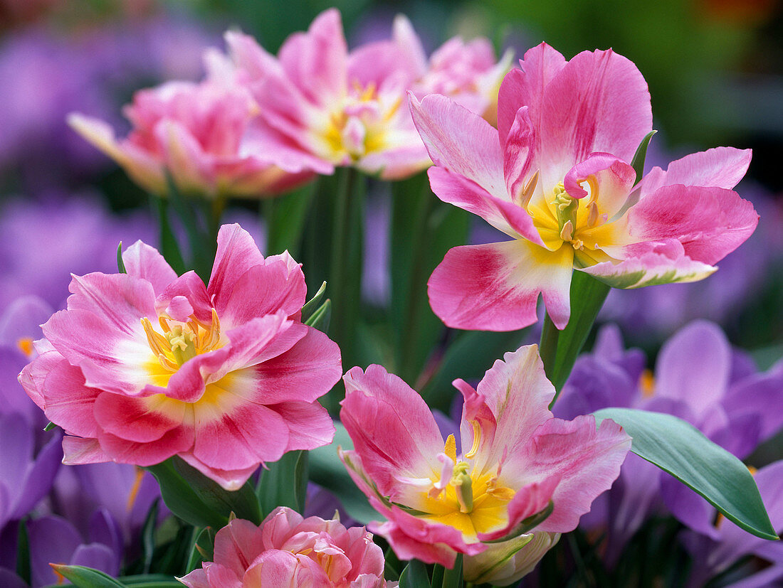 Tulipa 'Peach Blossom' (gefüllte Tulpen)