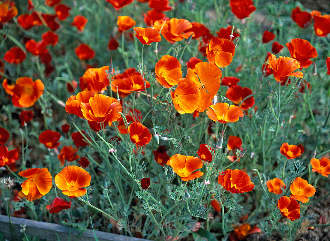 Eschscholzia ' Thai Silk Fire Bush ' (rotoranger Goldmohn)