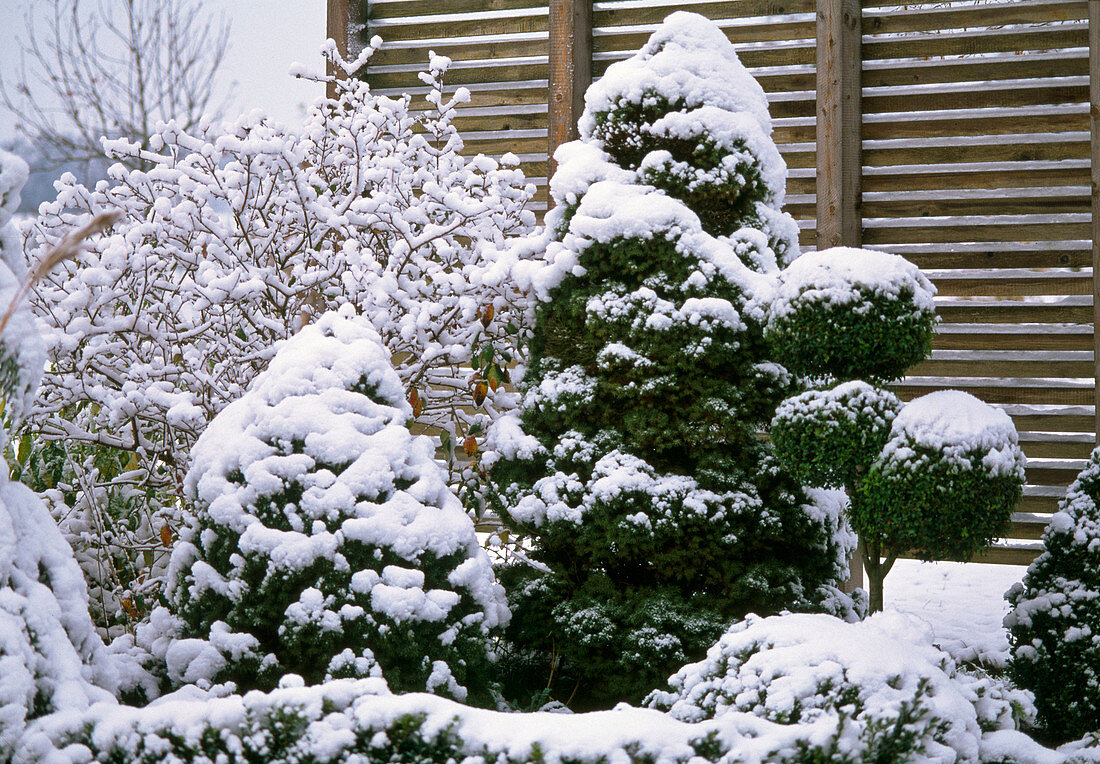 Picea glauca ' Conica ' (Zuckerhutfichten)