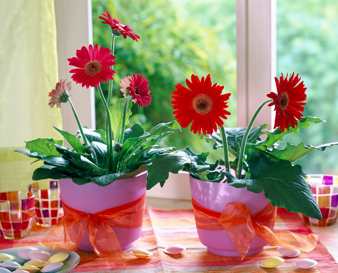 Gerbera in pinken Töpfen