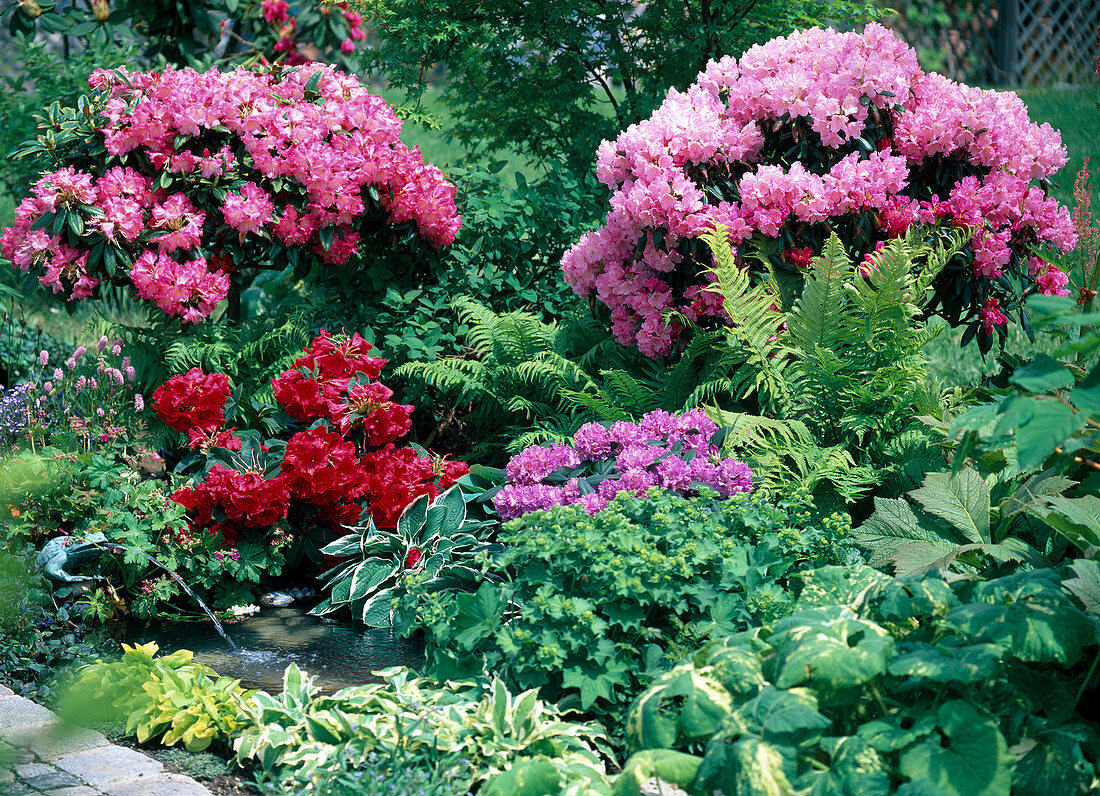 Rhododendron 'Dawn Red', 'Red Jack', 'Alfred'