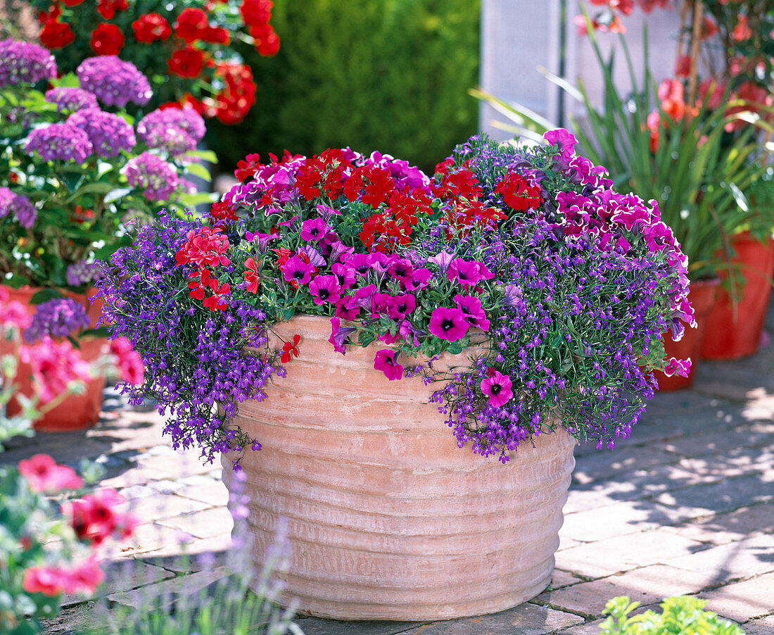 Petunia Calimero ' Belinda ', Sylvana ' Queen ' (Petunien)