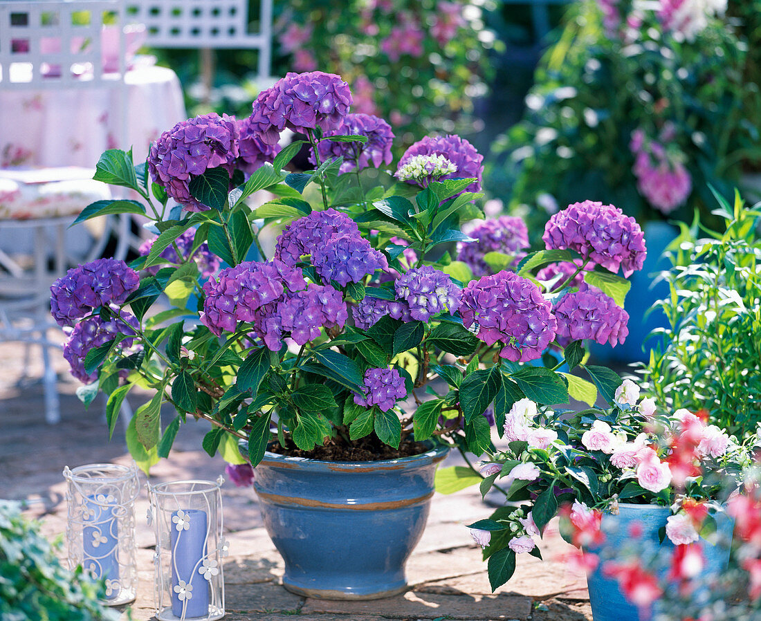 Hydrangea ' Altona ' (violett gefärbte Hortensie)